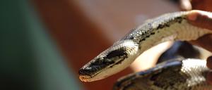 Symbolfoto eines Pythons