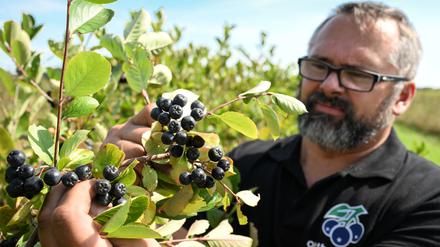 Obstbauer Mike Bittner überprüft während der Ernte der Aroniabeeren den Reifegrad der Früchte. Die Beeren werden zu Konfitüre, Marmelade, Gelee oder Saft verarbeitet.