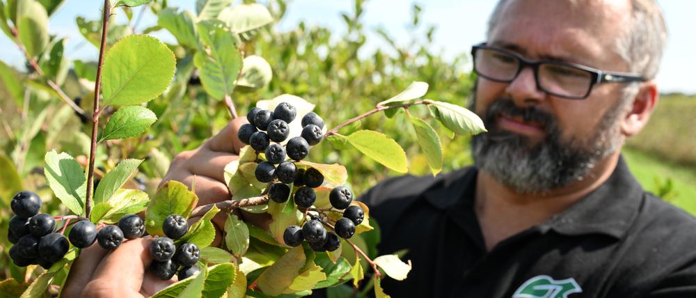 Obstbauer Mike Bittner überprüft während der Ernte der Aroniabeeren den Reifegrad der Früchte. Die Beeren werden zu Konfitüre, Marmelade, Gelee oder Saft verarbeitet.