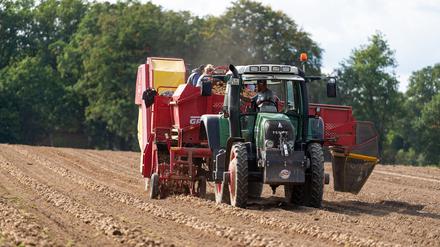Ein Landwirt erntet mit einem Roder Kartoffeln auf einem Feld.