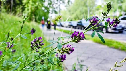 Hybrid-Luzerne in Berlin-Zehlendorf