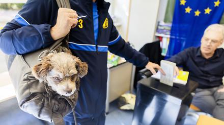 dpatopbilder - 09.06.2024, Berlin: Hund Jogi wohnt im Wahllokal in der Grundschule am Ritterfeld im Ortsteil Kladow im Berliner Bezirk Spandau der Stimmabgabe zur Europawahl 2024 bei. Die Europawahl begann am 6. Juni und in Deutschland wird am 9. Juni gewählt. Foto: Christoph Soeder/dpa +++ dpa-Bildfunk +++
