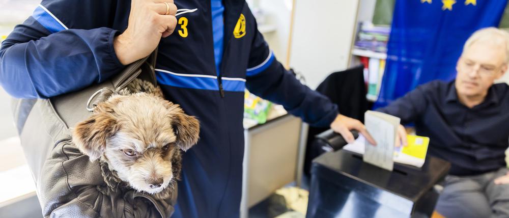 dpatopbilder - 09.06.2024, Berlin: Hund Jogi wohnt im Wahllokal in der Grundschule am Ritterfeld im Ortsteil Kladow im Berliner Bezirk Spandau der Stimmabgabe zur Europawahl 2024 bei. Die Europawahl begann am 6. Juni und in Deutschland wird am 9. Juni gewählt. Foto: Christoph Soeder/dpa +++ dpa-Bildfunk +++