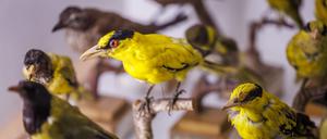 Sonderausstellung "Zukunftsplan & ZUGvögel" eröffnet am 11. Juni 2024 im Berliner Naturkundemuseum.