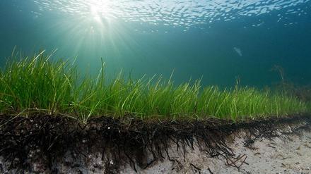 Eine Seegraswiese in der Ostsee. Forscher haben einen Seegrasklon entdeckt, der mehr als 1400 Jahre alt ist. Es ist die älteste bisher bekannte Meerespflanze. 