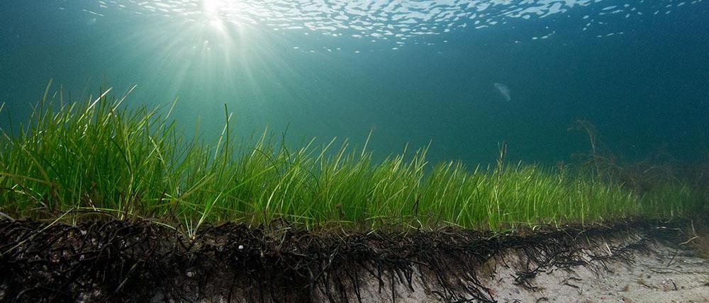Eine Seegraswiese in der Ostsee. Forscher haben einen Seegrasklon entdeckt, der mehr als 1400 Jahre alt ist. Es ist die älteste bisher bekannte Meerespflanze. 