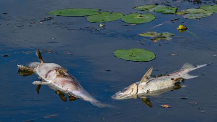Wieder treiben tote Fische an der Wasseroberfläche in einem Nebenarm des deutsch-polnischen Grenzflusses Oder