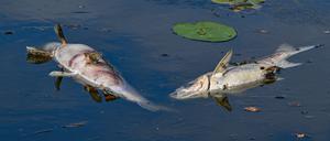 Wieder treiben tote Fische an der Wasseroberfläche in einem Nebenarm des deutsch-polnischen Grenzflusses Oder