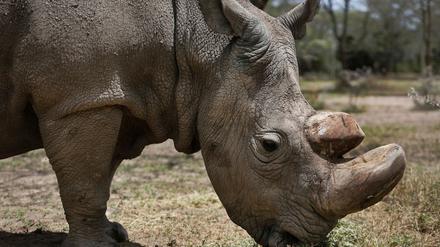Das letzte männliche Nördliche Breitmaulnashorn «Sudan», das mittlerweile gestorben ist, steht im Wildtierreservat Ol Pejeta. Ein ausgestopftes Exemplar der stark bedrohten Nördlichen Breitmaulnashörner wurde in Nairobi ausgestellt.