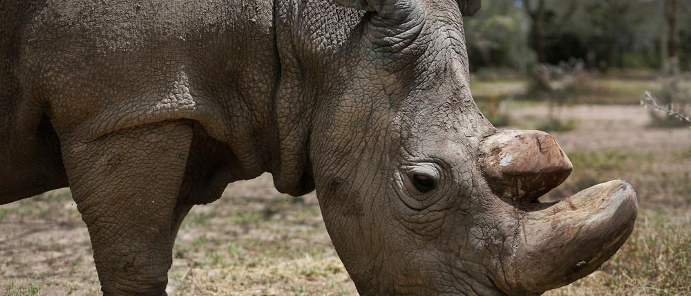 Das letzte männliche Nördliche Breitmaulnashorn «Sudan», das mittlerweile gestorben ist, steht im Wildtierreservat Ol Pejeta. Ein ausgestopftes Exemplar der stark bedrohten Nördlichen Breitmaulnashörner wurde in Nairobi ausgestellt.