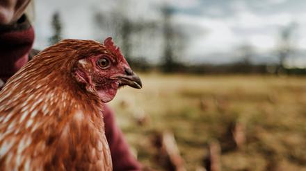 Hühner in Freilandhaltung wie diese Tiere der Rasse Lohmann Brown sind leichte Beute für Raubvögel oder Füchse.