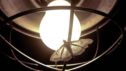 Lichtstress für Insekten.