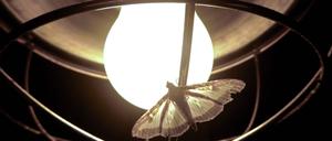Lichtstress für Insekten.