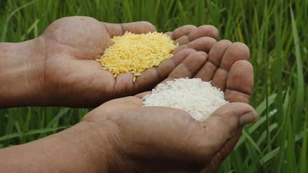 A scientist shows "Golden Rice" (L) and ordinary rice at the laboratory of the International Rice Research Institute in Los Banos, Laguna south of Manila, August 14, 2013. Bruce Tolentino, Deputy Director of the International Rice Research Institute, said his team has been perfecting their decades-old research on “Golden Rice”, which consists of genetically-modified rice grains infused with beta-carotene, a chemical substance responsible in producing Vitamin A in the body. He also said,“ In a Vitamin A-enriched rice, what the scientists did was to select three genes out of roughly 30,000 genes in a rice plant. REUTERS/Erik De Castro (PHILIPPINES - Tags: FOOD AGRICULTURE BUSINESS)