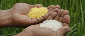 A scientist shows "Golden Rice" (L) and ordinary rice at the laboratory of the International Rice Research Institute in Los Banos, Laguna south of Manila, August 14, 2013. Bruce Tolentino, Deputy Director of the International Rice Research Institute, said his team has been perfecting their decades-old research on “Golden Rice”, which consists of genetically-modified rice grains infused with beta-carotene, a chemical substance responsible in producing Vitamin A in the body. He also said,“ In a Vitamin A-enriched rice, what the scientists did was to select three genes out of roughly 30,000 genes in a rice plant. REUTERS/Erik De Castro (PHILIPPINES - Tags: FOOD AGRICULTURE BUSINESS)