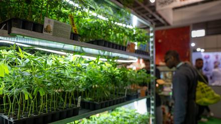 Wer darf anbauen und wer nicht? Über die Zuständigkeit für die Genehmigungen und Kontrollen von Cannabisanbauvereinigungen ist ein Streit zwischen Senat und Bezirken entbrannt.