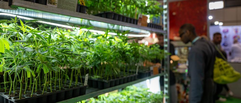 Wer darf anbauen und wer nicht? Über die Zuständigkeit für die Genehmigungen und Kontrollen von Cannabisanbauvereinigungen ist ein Streit zwischen Senat und Bezirken entbrannt.