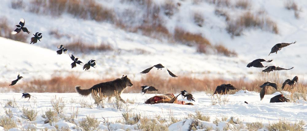 Auch Elstern im Yellowstone National Park mussten sich wieder an Wölfe gewöhnen.