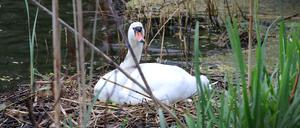 Im vergangenen Jahr gehörte die Tierrettung Potsdam zu den Gewinnern.