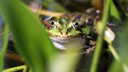 Streng geschützte Amphibien. Der Teichfrosch nimmt ein Sonnenbad. 