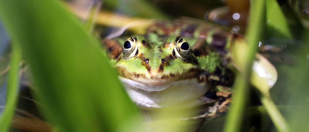 Streng geschützte Amphibien. Der Teichfrosch nimmt ein Sonnenbad.