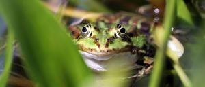 Streng geschützte Amphibien. Der Teichfrosch nimmt ein Sonnenbad. 