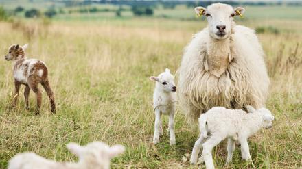 Mutterschaf und Lämmer: Die Skudden sind eine alte Landschafrasse.