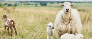 Mutterschaf und Lämmer: Die Skudden sind eine alte Landschafrasse.