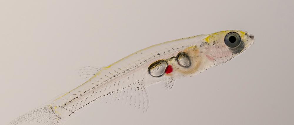 Der Gipfel der Transparenz: Minifisch Danionella cerebrum.
