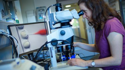 Eine wissenschaftliche Mitarbeiterin schaut während des CRISPR/Cas9-Verfahrens in einem Labor am Max Delbrück Center (MDC) für Molekulare Medizin durch ein Stereomikroskop. 