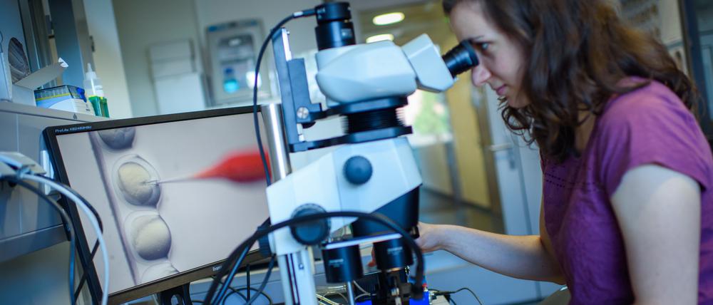 Eine wissenschaftliche Mitarbeiterin schaut während des CRISPR/Cas9-Verfahrens in einem Labor am Max Delbrück Center (MDC) für Molekulare Medizin durch ein Stereomikroskop.