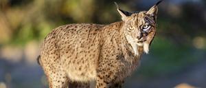 Der Pardelluchs konnte von der Weltnaturschutzunion von „stark gefährdet“ auf „gefährdet“ zurückgestuft werden.