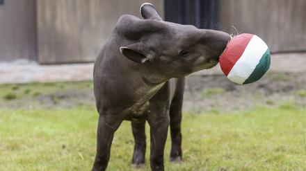 Tapir Theo frisst im Allwetterzoo in Münster aus dem Ball in den ungarischen Farben und tippt damit auf einen Sieg von Ungarn beim EM-Spiel Deutschland - Ungarn.