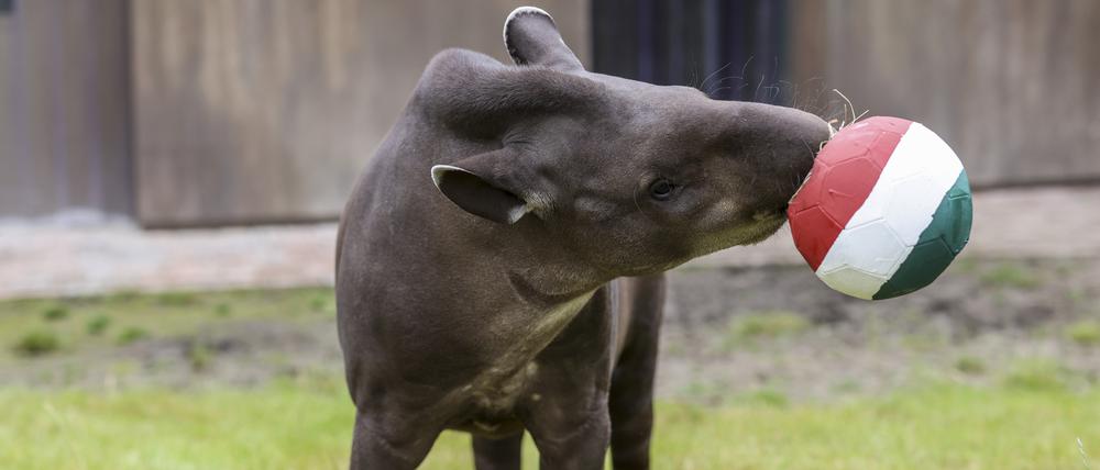 Tapir Theo frisst im Allwetterzoo in Münster aus dem Ball in den ungarischen Farben und tippt damit auf einen Sieg von Ungarn beim EM-Spiel Deutschland - Ungarn.