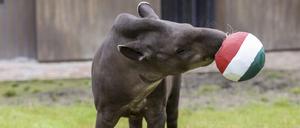 Tapir Theo frisst im Allwetterzoo in Münster aus dem Ball in den ungarischen Farben und tippt damit auf einen Sieg von Ungarn beim EM-Spiel Deutschland - Ungarn.