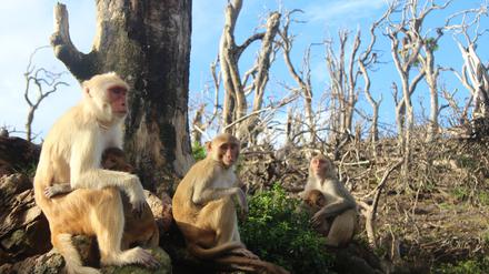 Rhesusaffen-Weibchen und ihre Jungen sitzen auf auf Cayo Santiago eng beieinander in einer kahlen Landschaft (Mai 2018). 