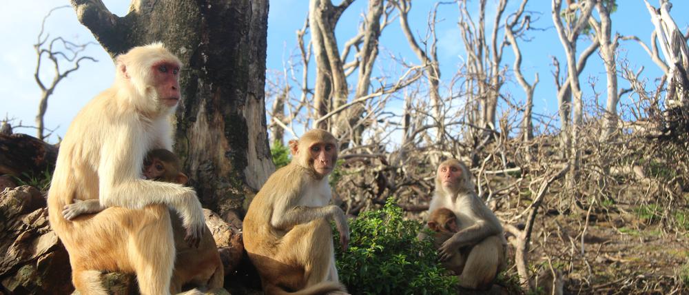 Rhesusaffen-Weibchen und ihre Jungen sitzen auf auf Cayo Santiago eng beieinander in einer kahlen Landschaft (Mai 2018). 