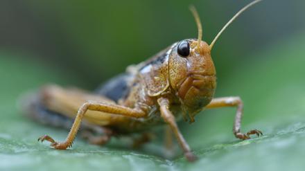 Die Europäische Wanderheuschrecke frisst vorzugsweise Gras, kann im Schwarm aber auch ganze Ernten vernichten.