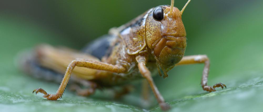 Die Europäische Wanderheuschrecke frisst vorzugsweise Gras, kann im Schwarm aber auch ganze Ernten vernichten.