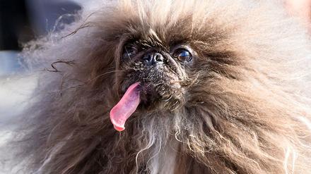 Der Hund Wild Thang beim Wettbewerb am 21. Juni 2024 in Kalifornien.