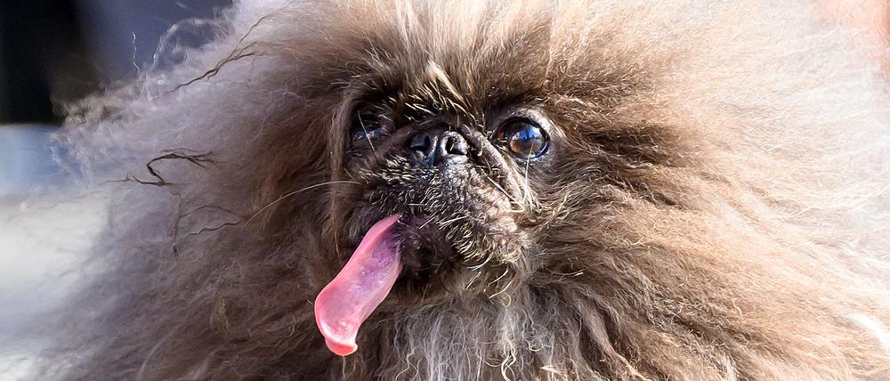 Der Hund Wild Thang beim Wettbewerb am 21. Juni 2024 in Kalifornien.