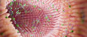 So sähe es, gut ausgeleuchtet, im Dickdarm aus, wenn der Schleim und der sonstige Inhalt fehlen würden.