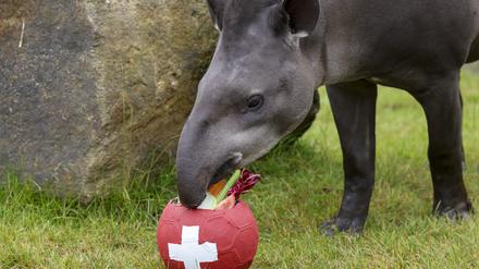 Tapir Theo frisst in seinem Gehege im Allwetterzoo das Gemüse aus dem Ball der Schweiz. Das EM-Orakel tippte den Ausgang des Spiels Deutschland - Schweiz am 23.06.2024. +++ dpa-Bildfunk +++