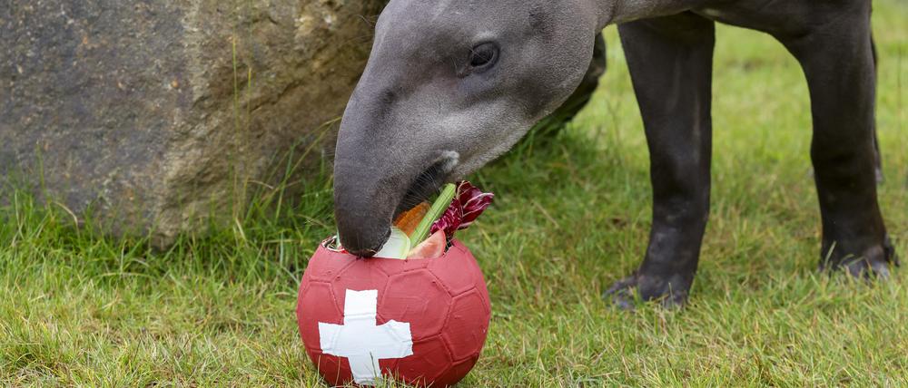 Tapir Theo frisst in seinem Gehege im Allwetterzoo das Gemüse aus dem Ball der Schweiz. Das EM-Orakel tippte den Ausgang des Spiels Deutschland - Schweiz am 23.06.2024. +++ dpa-Bildfunk +++