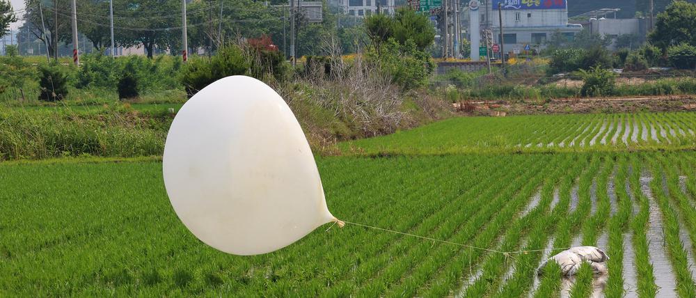 Einer der Hunderten von mit Müll gefüllten Ballons, die Nordkorea über Nacht fliegen ließ, liegt in einem Reisfeld im nordwestlichen Grenzbezirk. 