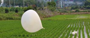 Einer der Hunderten von mit Müll gefüllten Ballons, die Nordkorea über Nacht fliegen ließ, liegt in einem Reisfeld im nordwestlichen Grenzbezirk. 