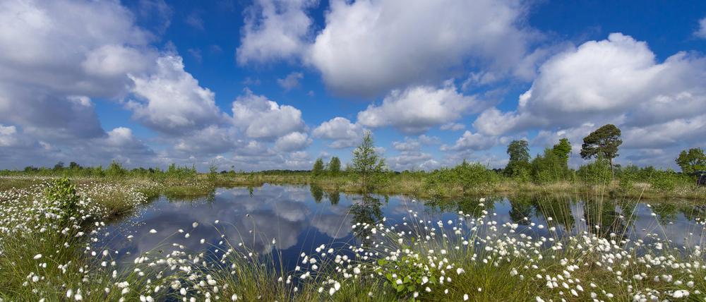 Hier ist die Welt noch in Ordnung: ein intaktes Moor.