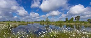 Hier ist die Welt noch in Ordnung: ein intaktes Moor.