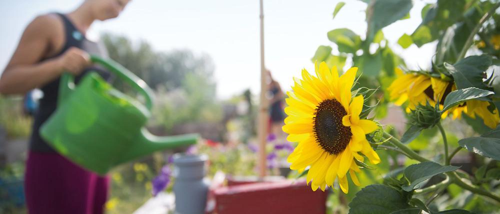 Katrin pflegt ihre Blumen beim Urban Gardening im August 2015 auf dem Tempelhofer Feld in Berlin.