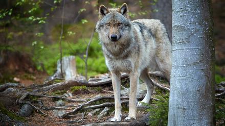 Ein Wolf in freier Natur.
